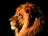 Lion Power Animal